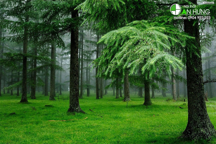 Cây thông là gì ? Nguồn gốc và đặc tính sinh thái Cây gỗ thông?