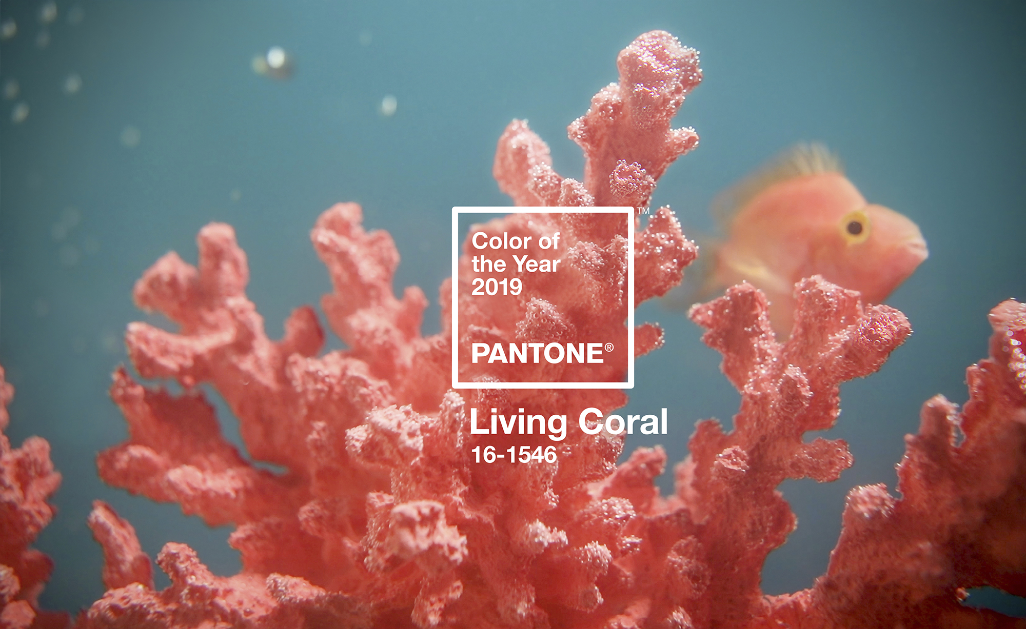 Trang trí nhà ở với Living coral – gam màu thống trị năm mới