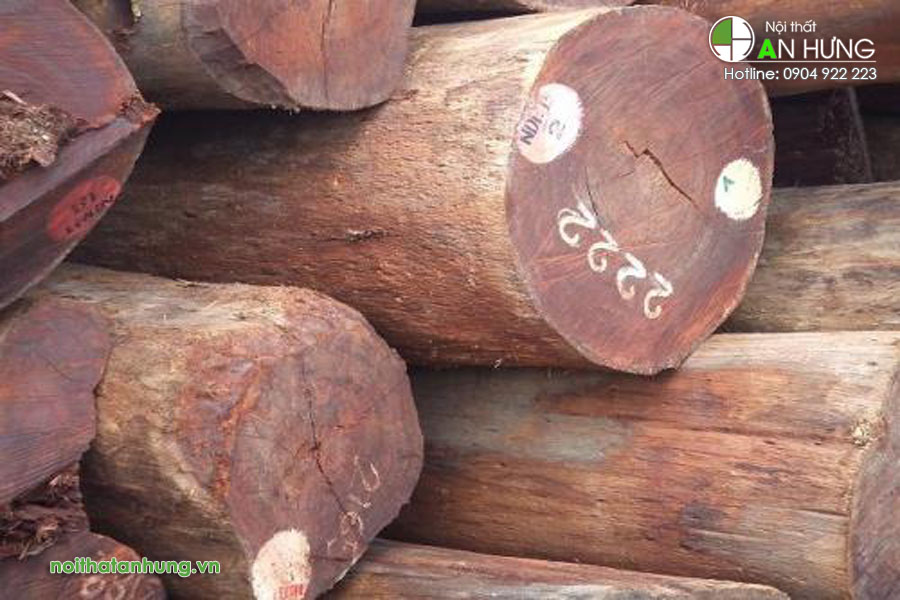 Cây gỗ căm xe là gì, nguồn gốc đặc tính phát triển của cây