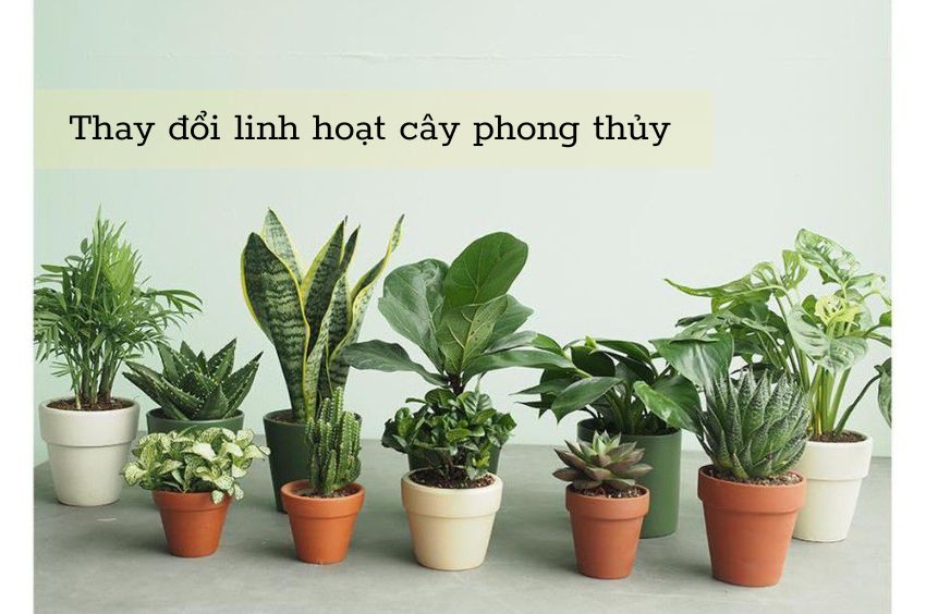 Thay đổi linh hoạt cây phong thủy
