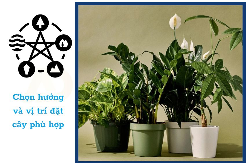 Chọn hướng và vị trí đặt cây phù hợp