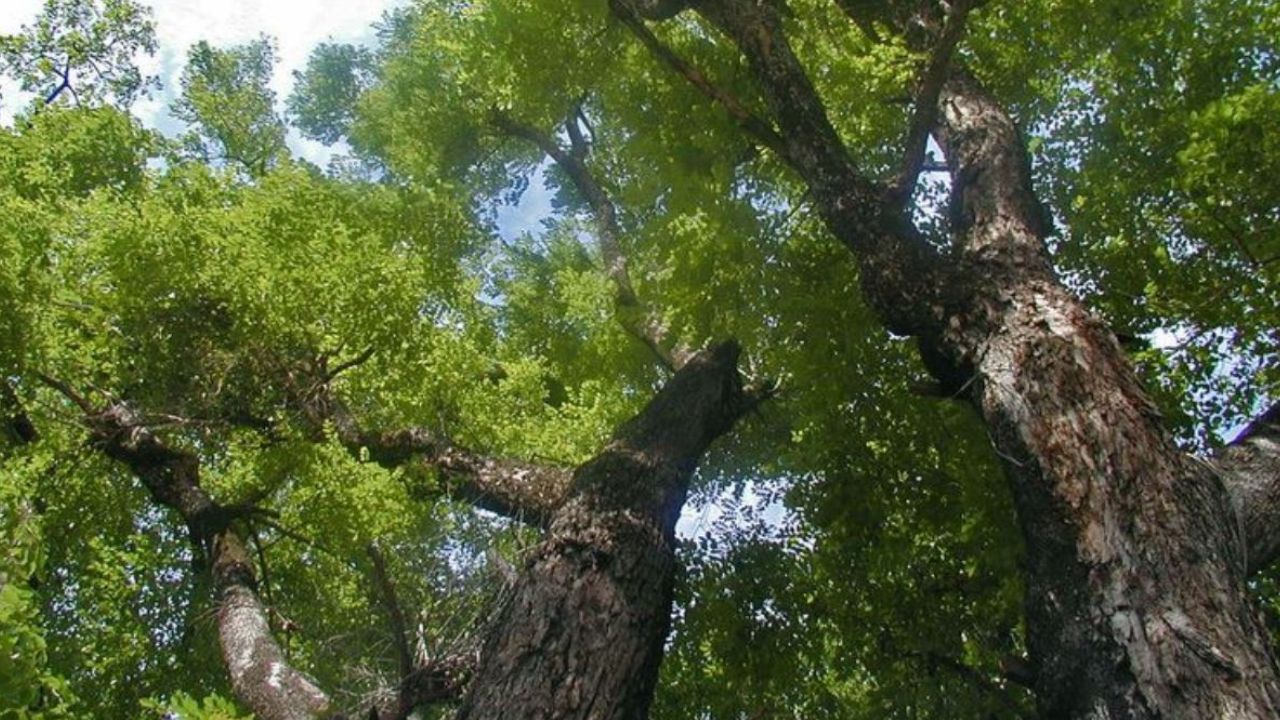 Cây gỗ xoan đào có tốc độ sinh trưởng nhanh