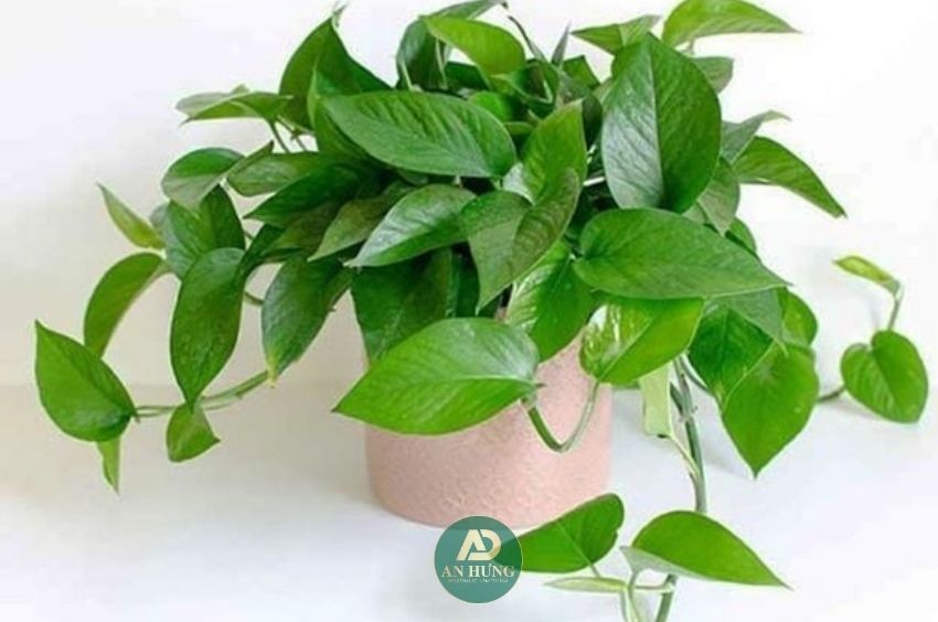 cây trầu bà