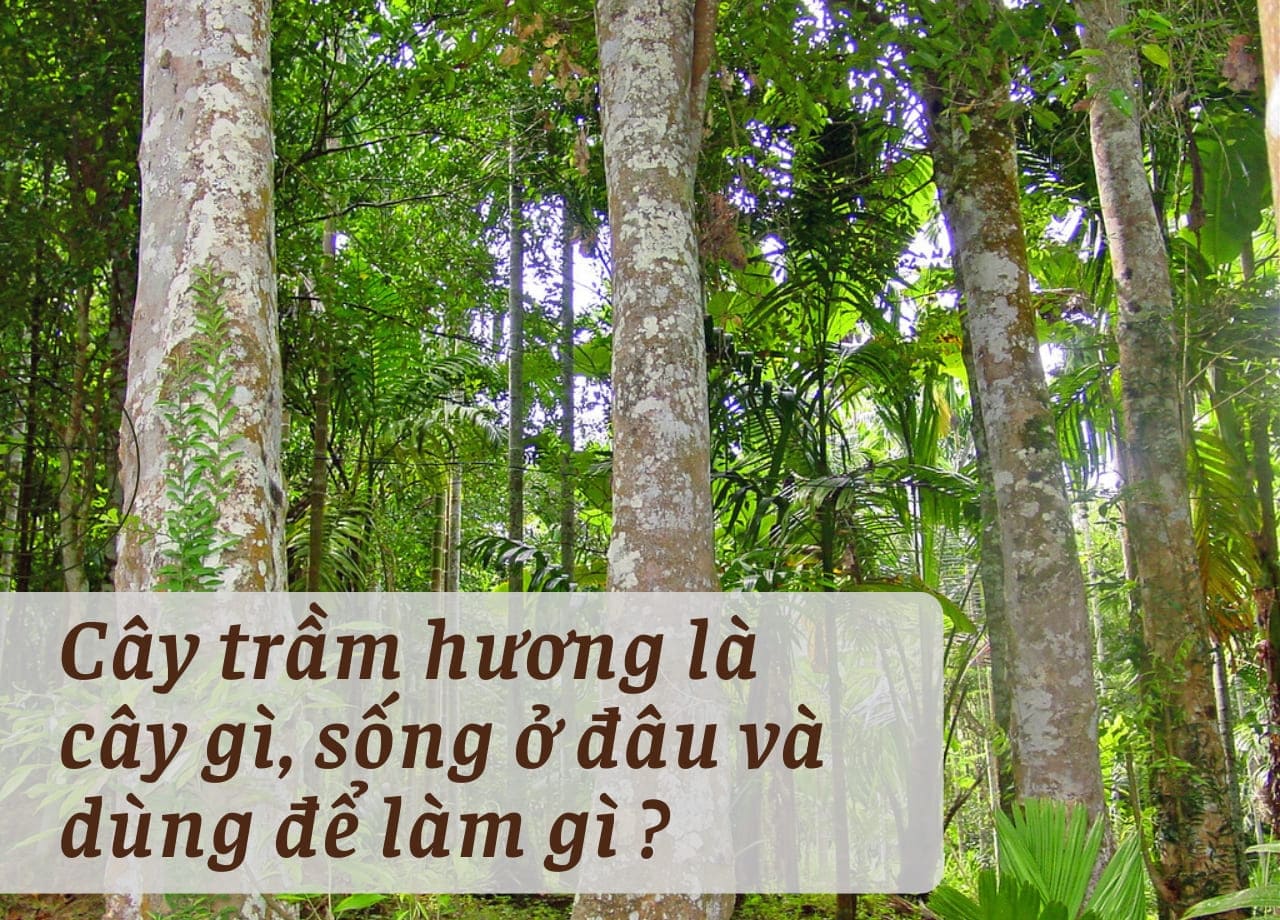 mẫu 1