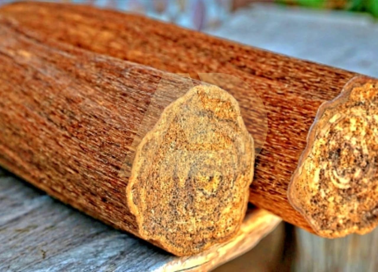 mẫu 02