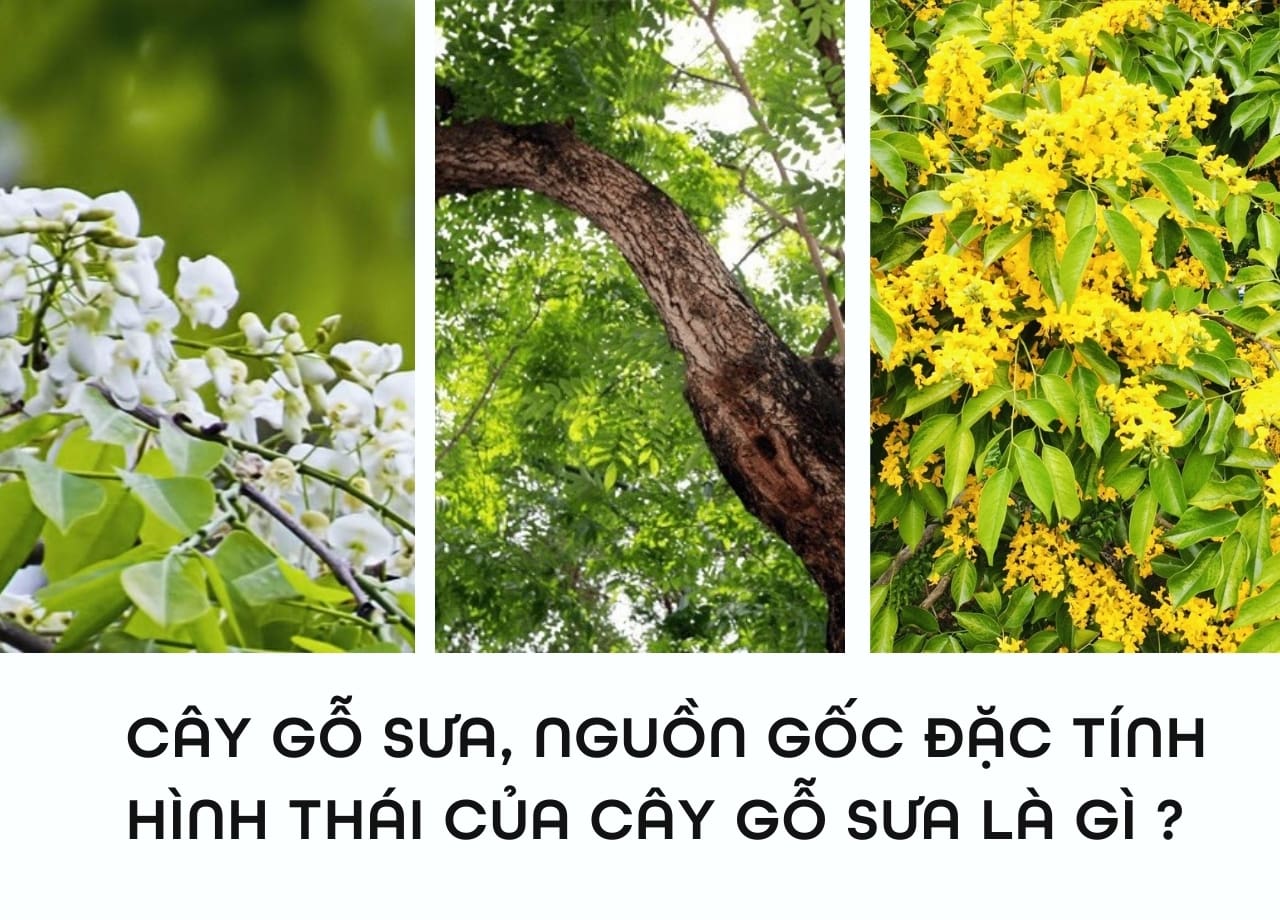 mẫu 1