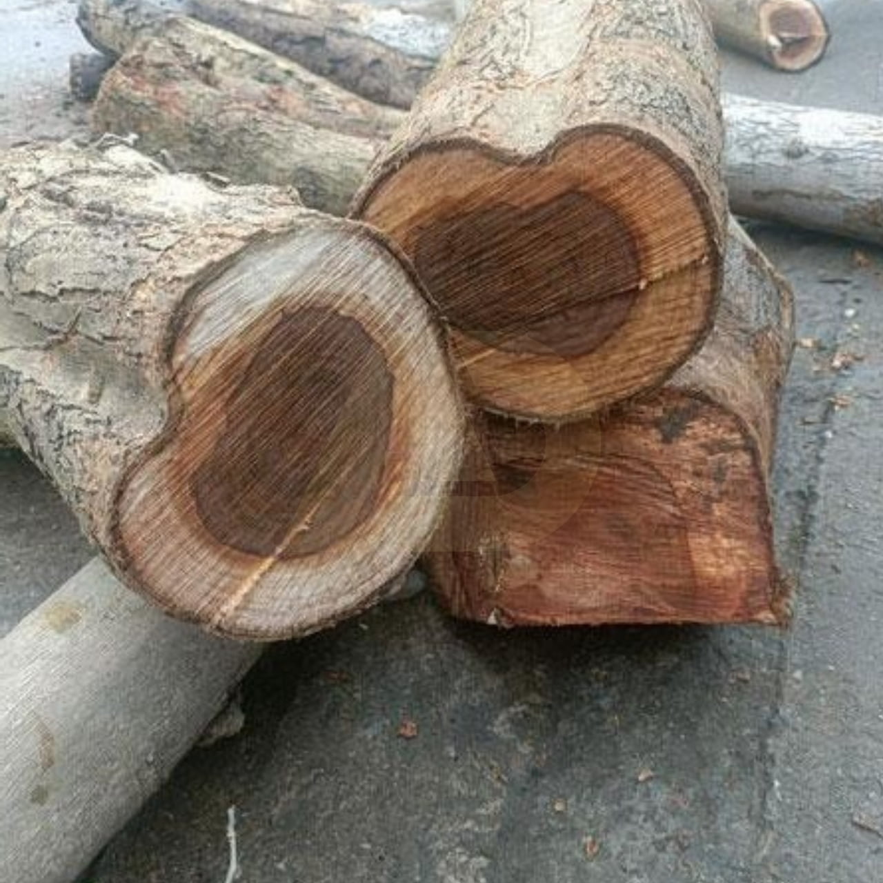 mẫu 6