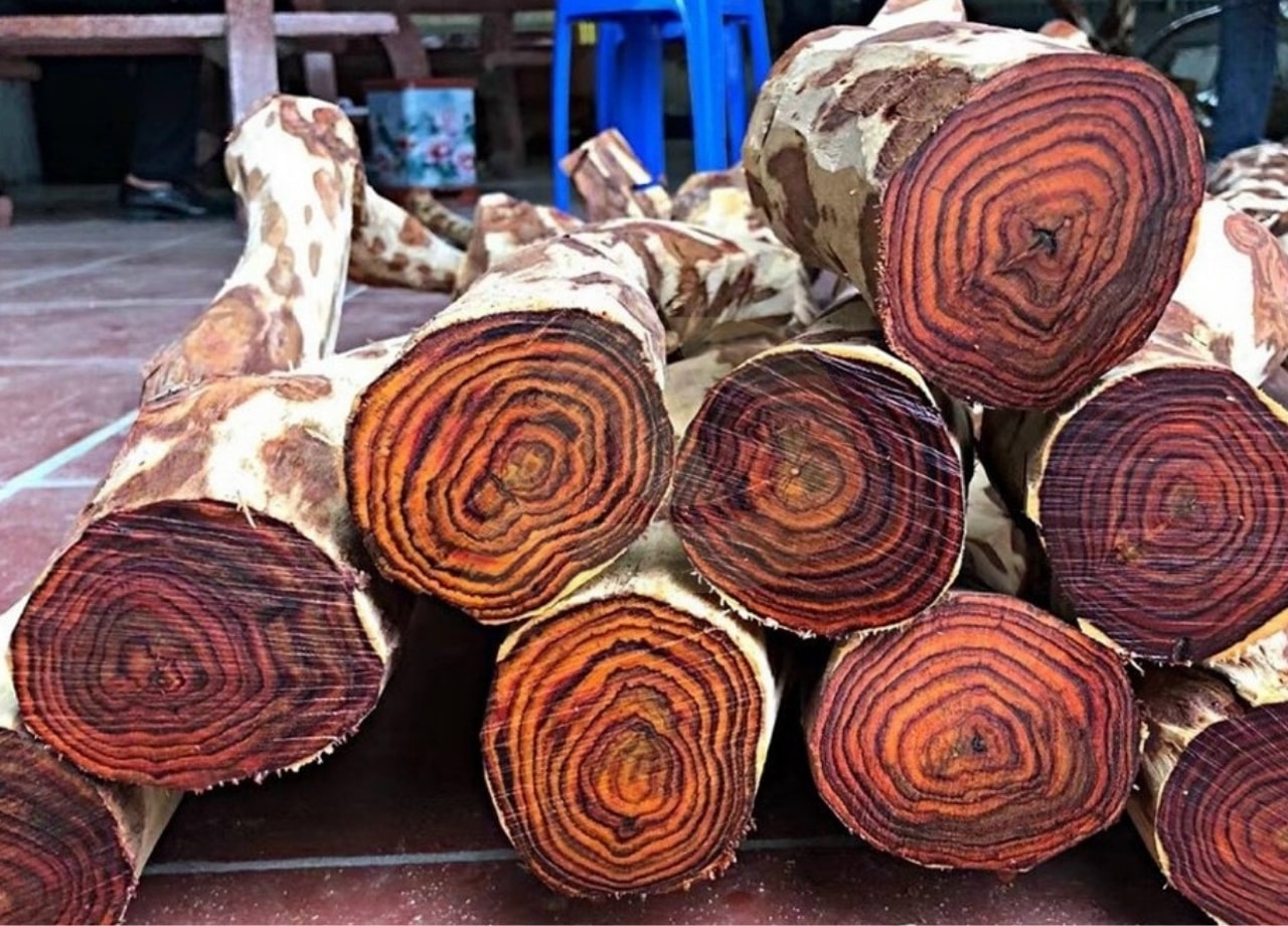 mẫu 4