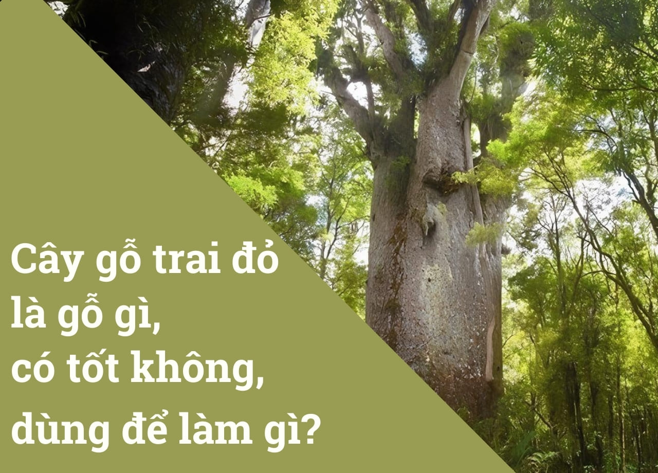 mẫu 1