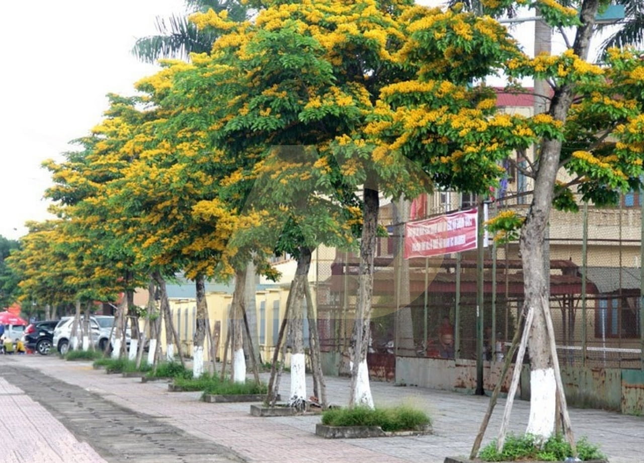 mẫu 2