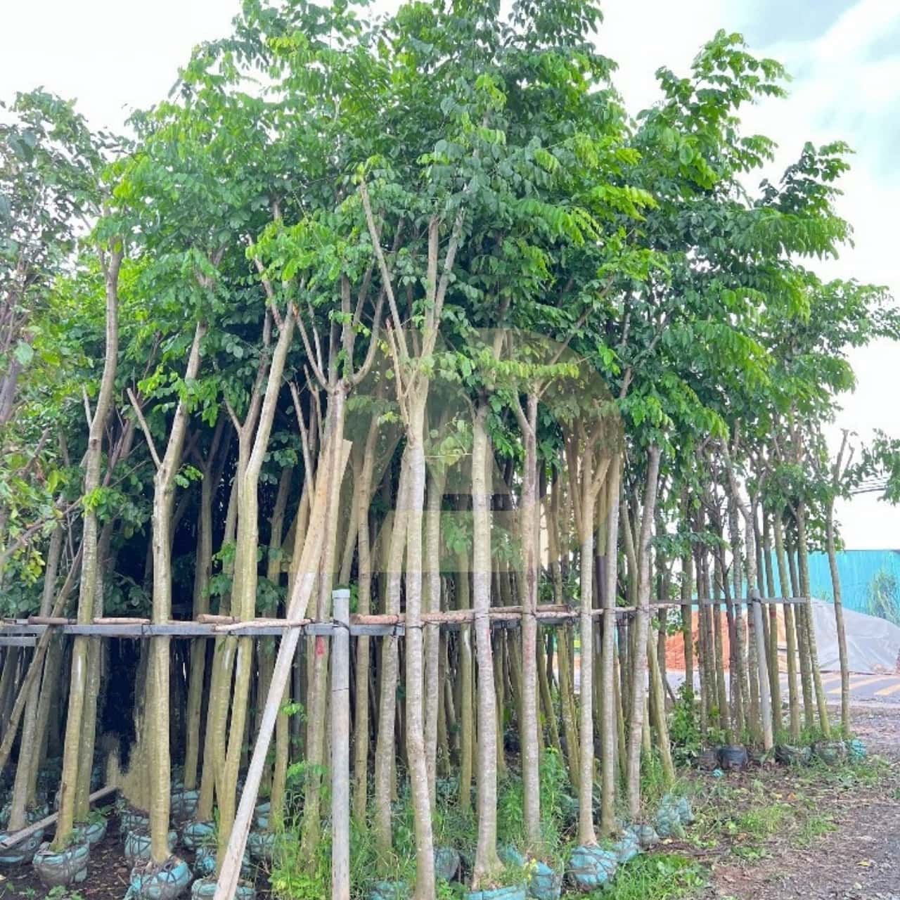 mẫu 5