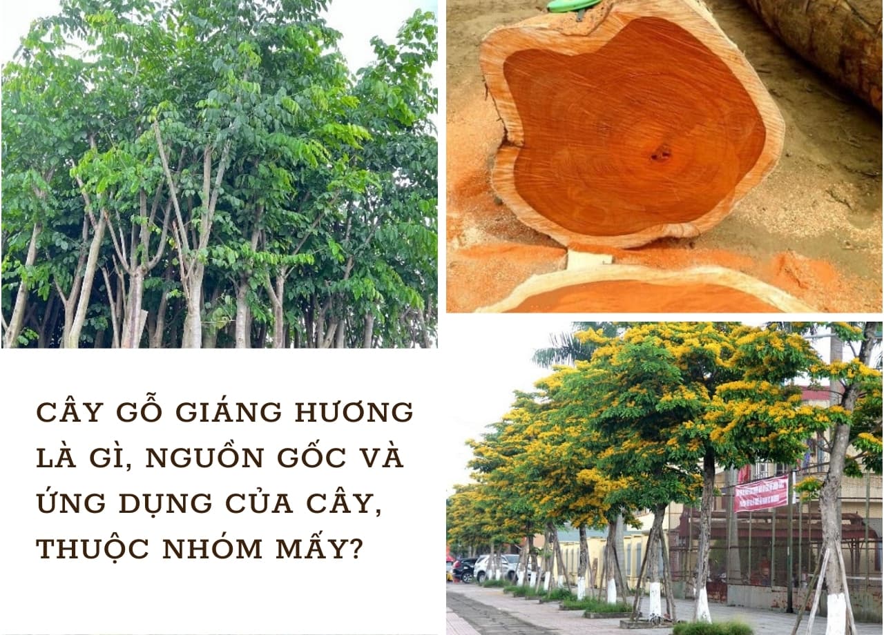 mẫu 1
