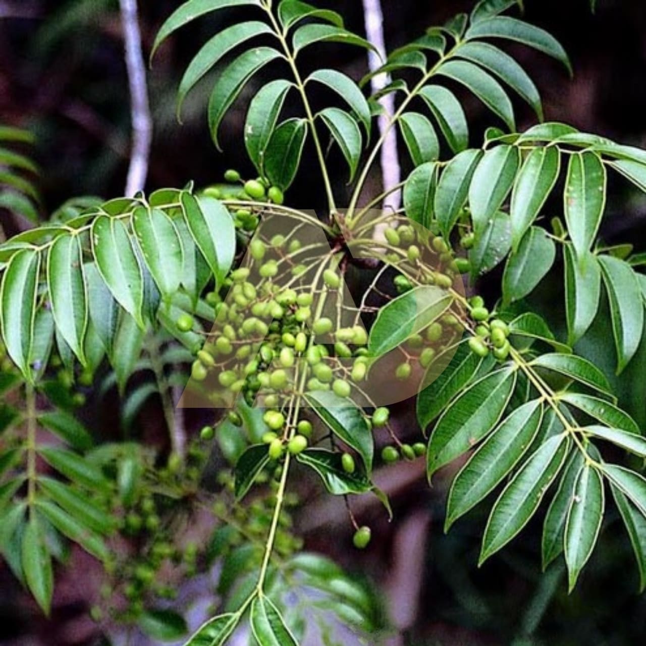 mẫu 3