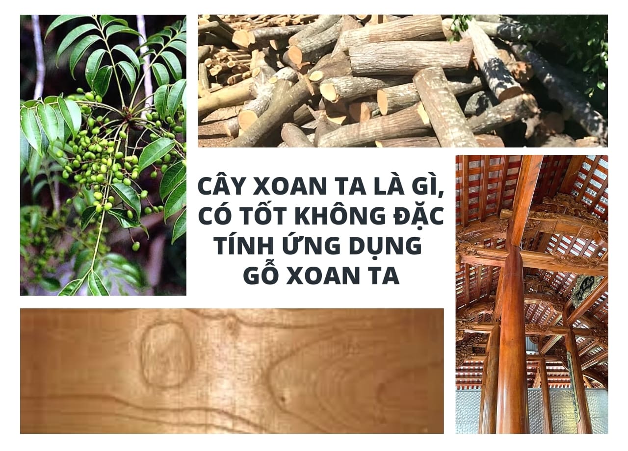 mẫu 1