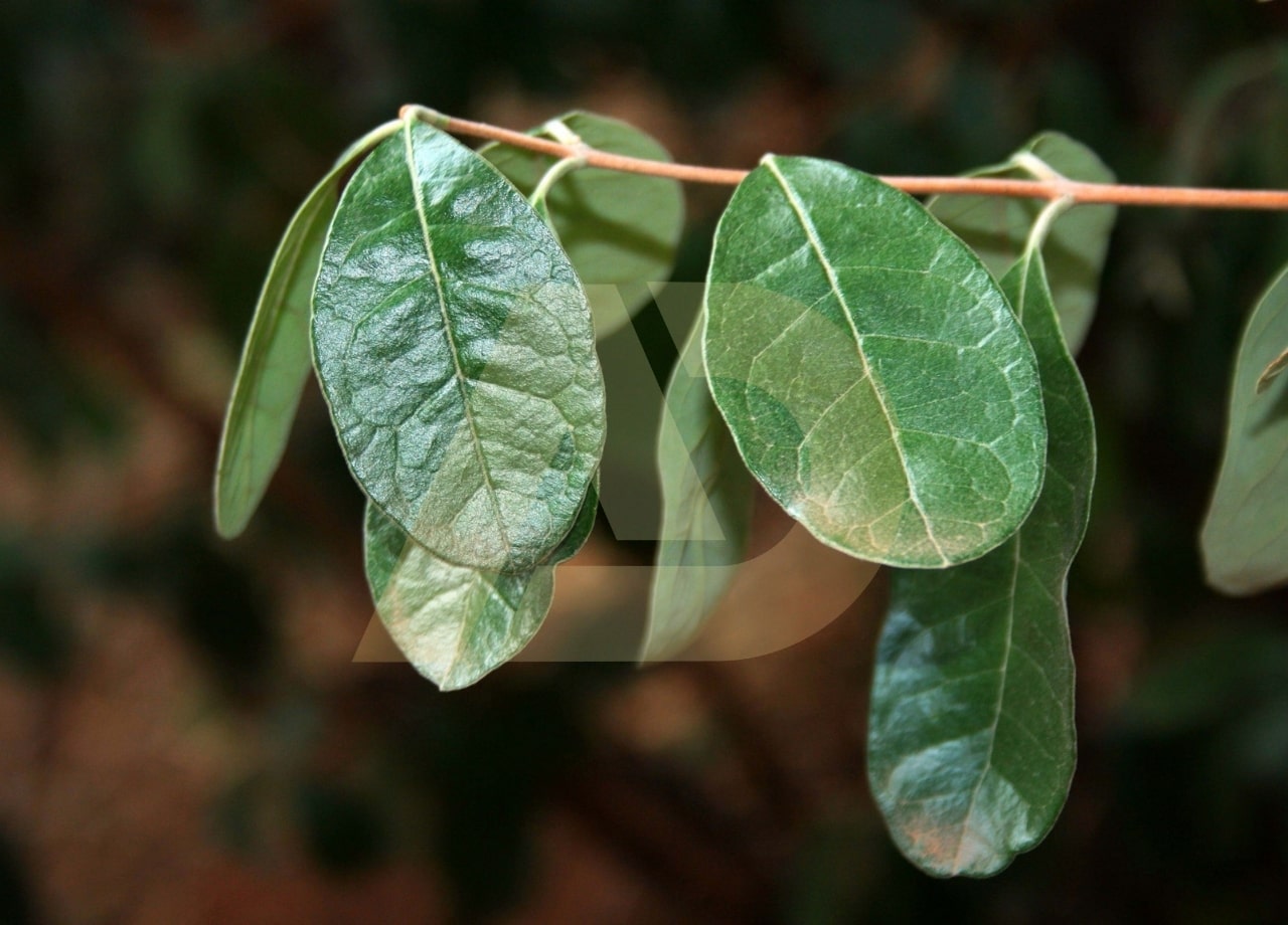 mẫu 11