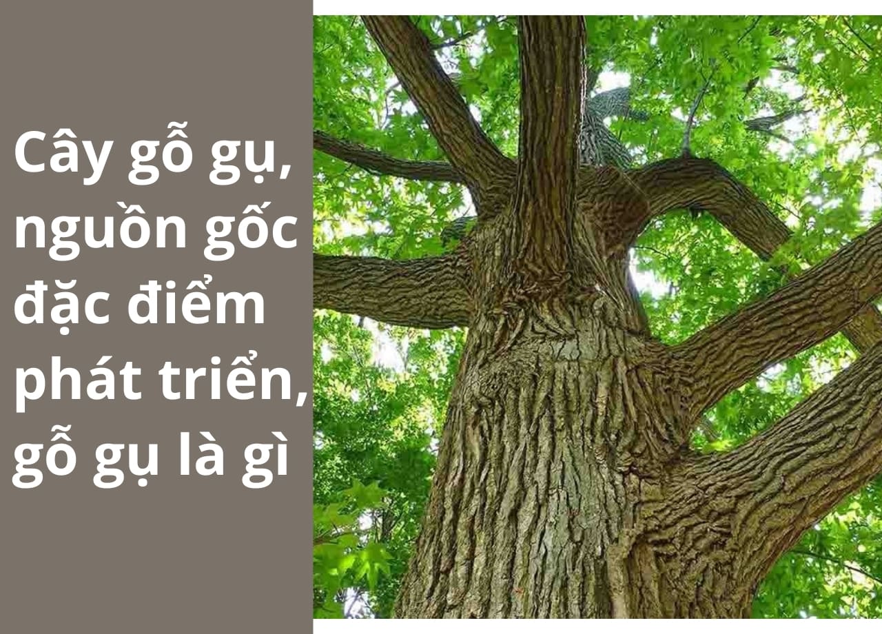 mẫu 1