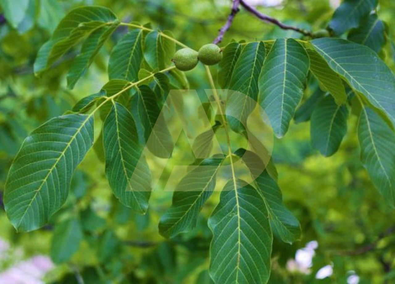mẫu 3