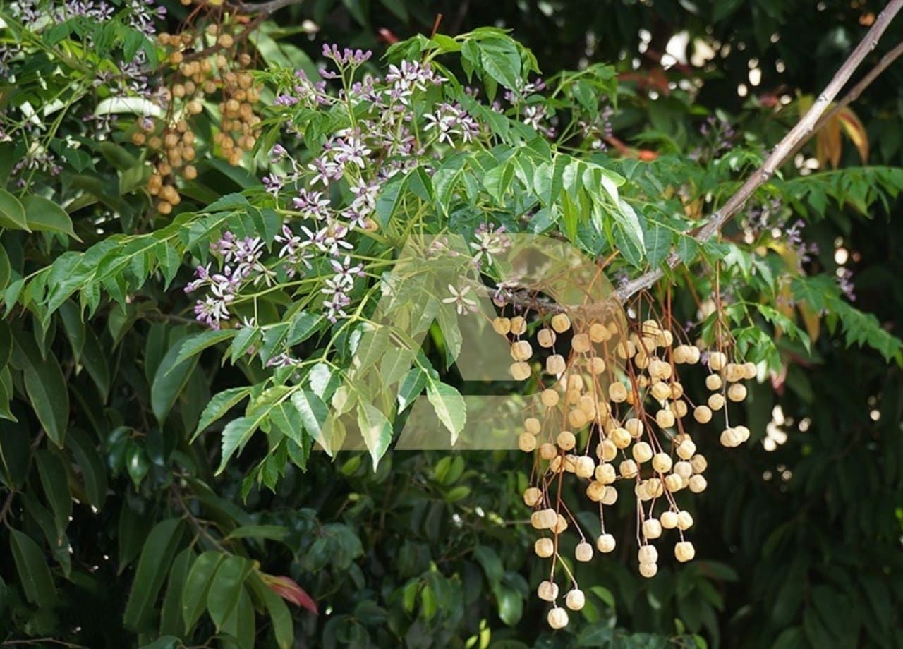 mẫu 3