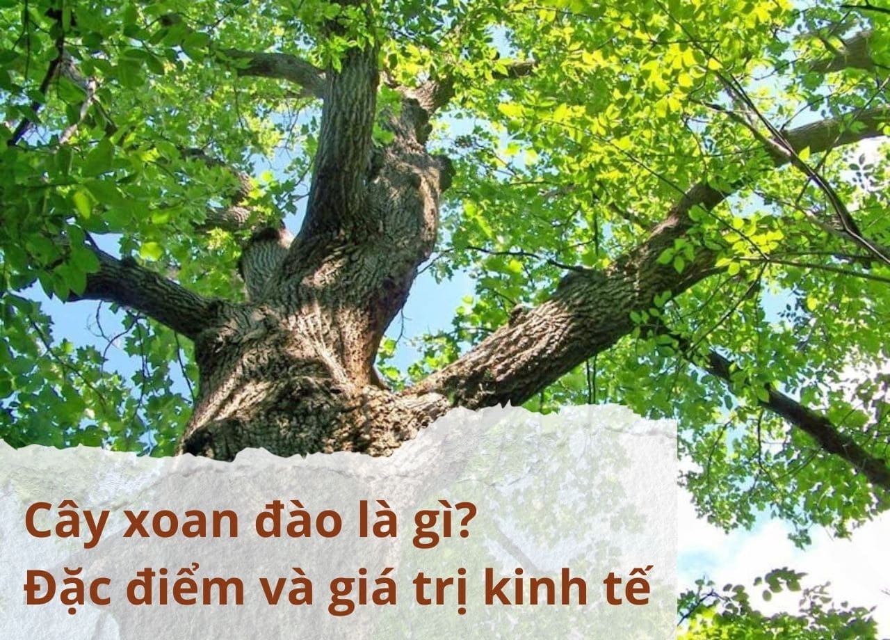 mẫu 1 