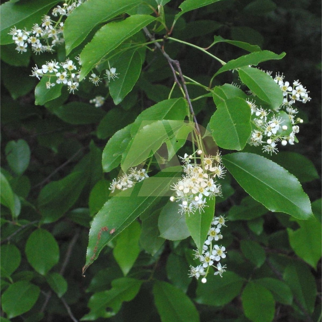 mẫu 4