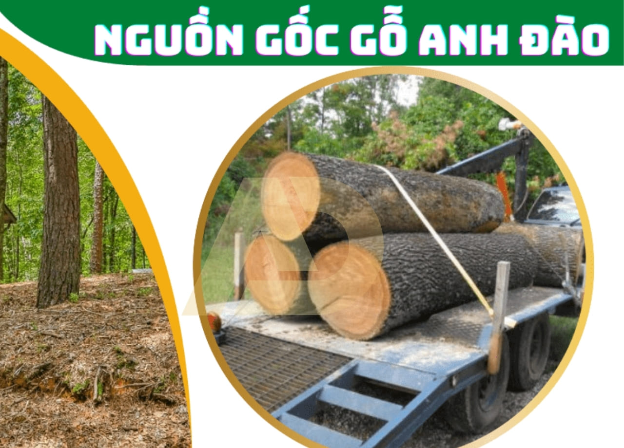 mẫu 2
