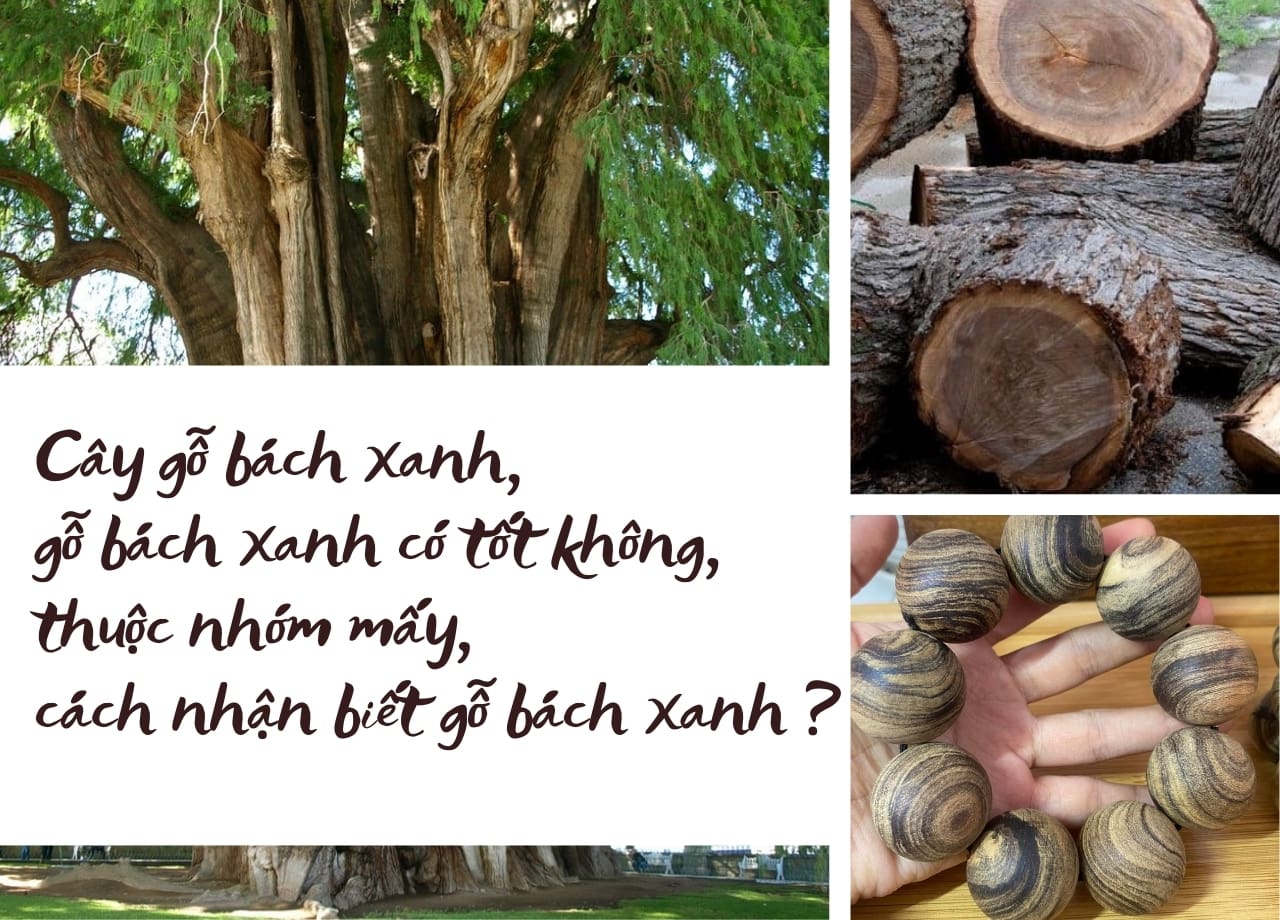 mẫu 1