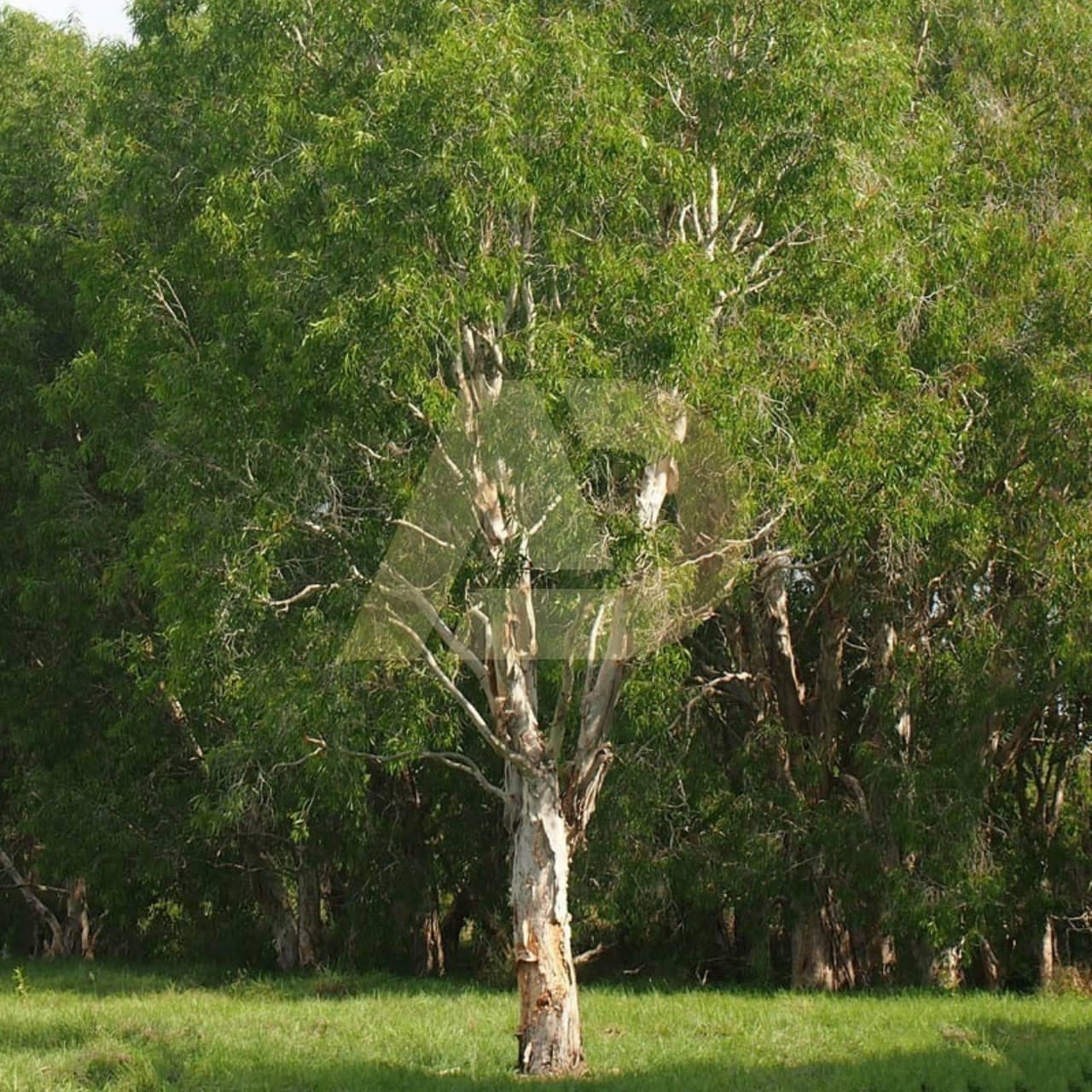 mẫu 2