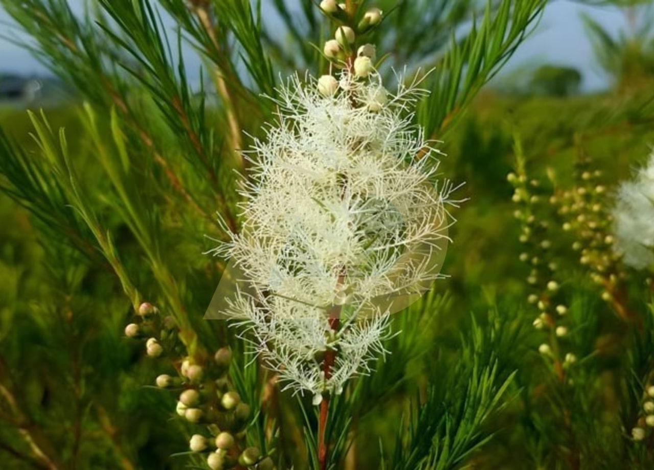 mẫu 5