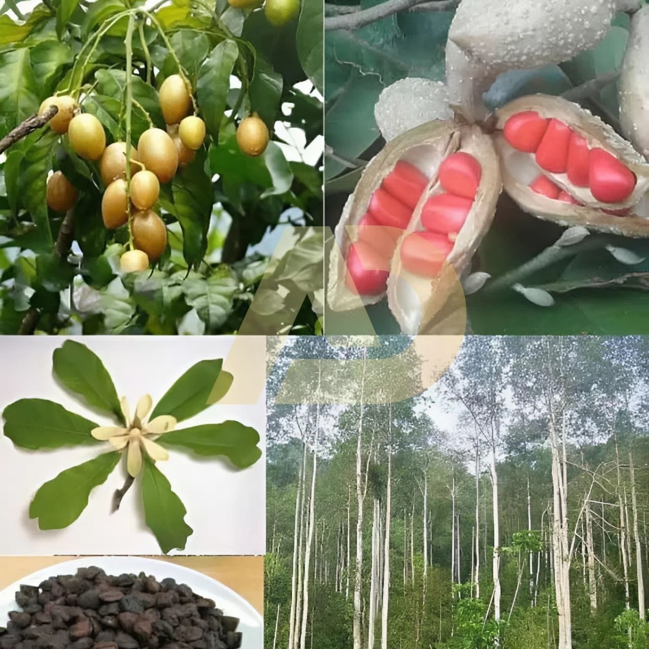 mẫu 3