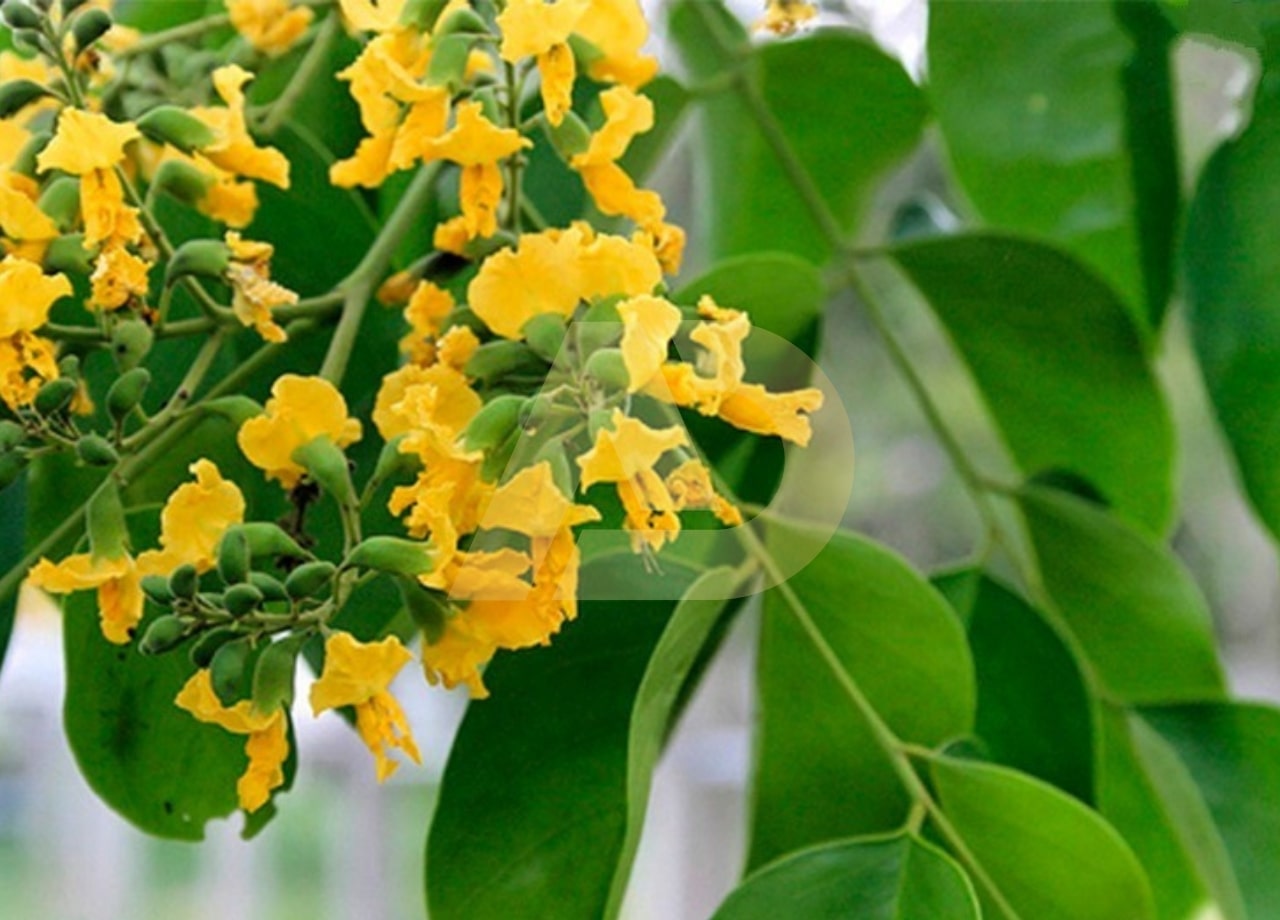mẫu 3