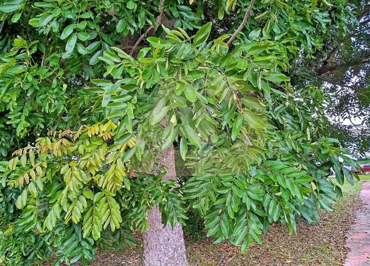 mẫu 12