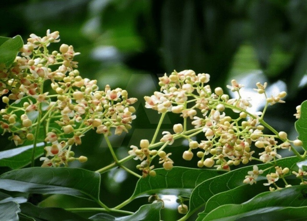 mẫu 4