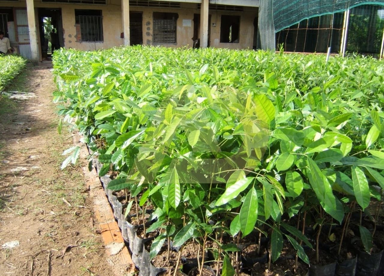 mẫu 7