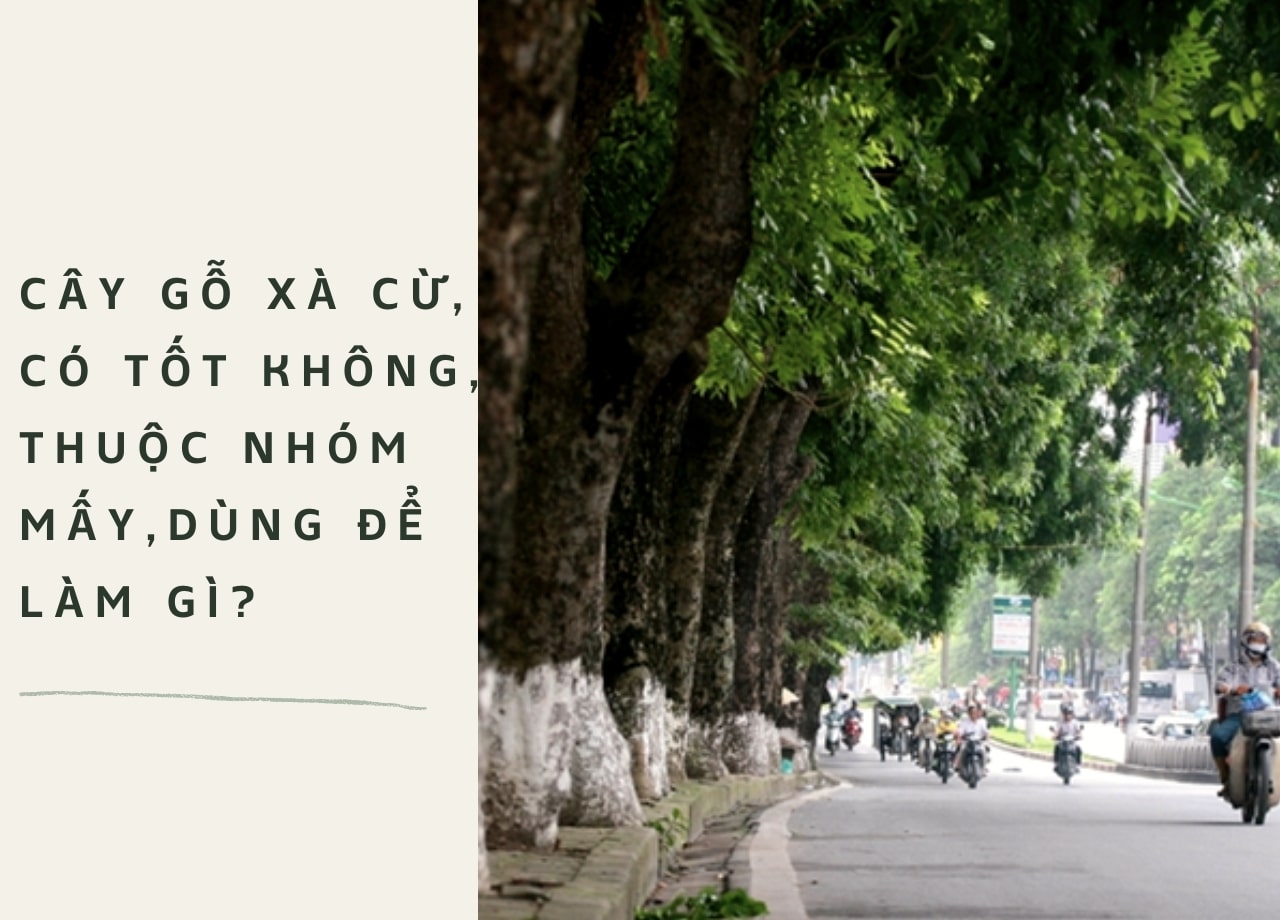 mẫu 1
