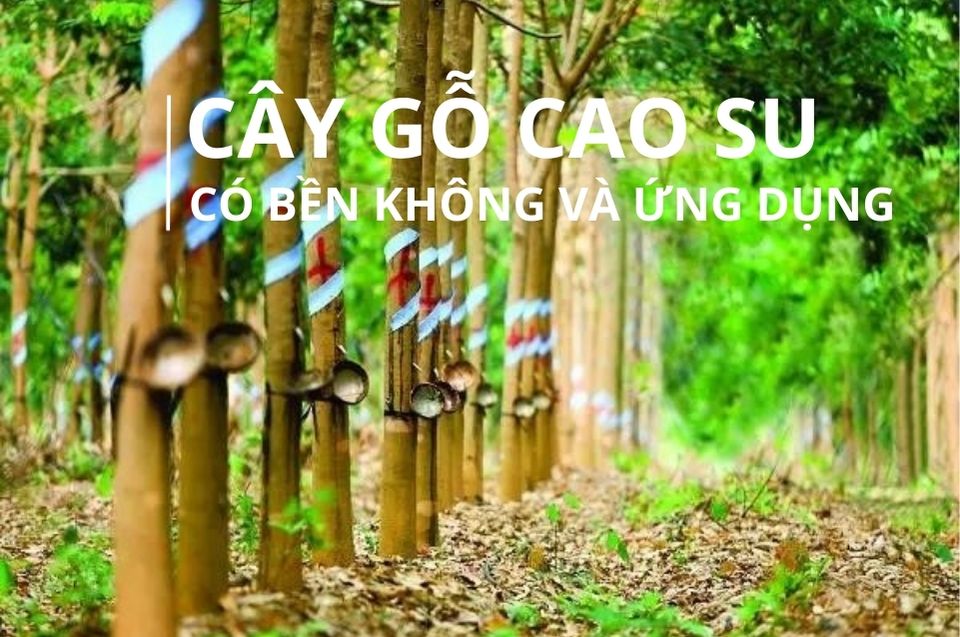 /upload/image/1-Tin%20t%E1%BB%A9c/seo/Em%20Trang/2024/thang%206/25/g%E1%BB%97%20cao%20su/Cay%20g%E1%BB%97%20cao%20su%20la%20g%E1%BB%97%20gi%20Co%20b%E1%BB%81n%20khong%20D%E1%BA%B7c%20di%E1%BB%83m%20va%20tinh%20%E1%BB%A9ng%20d%E1%BB%A5ng%20c%E1%BB%A7a%20g%E1%BB%97%20cao%20su%2014.jpg