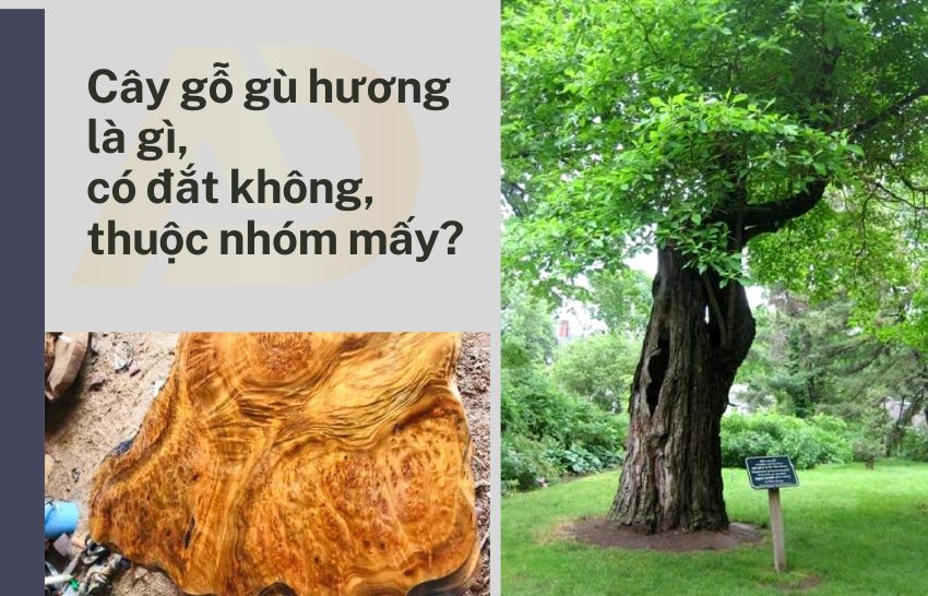 gỗ gù hương