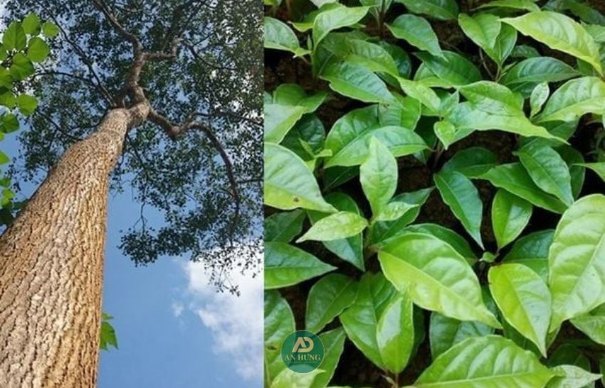 giá trị y học