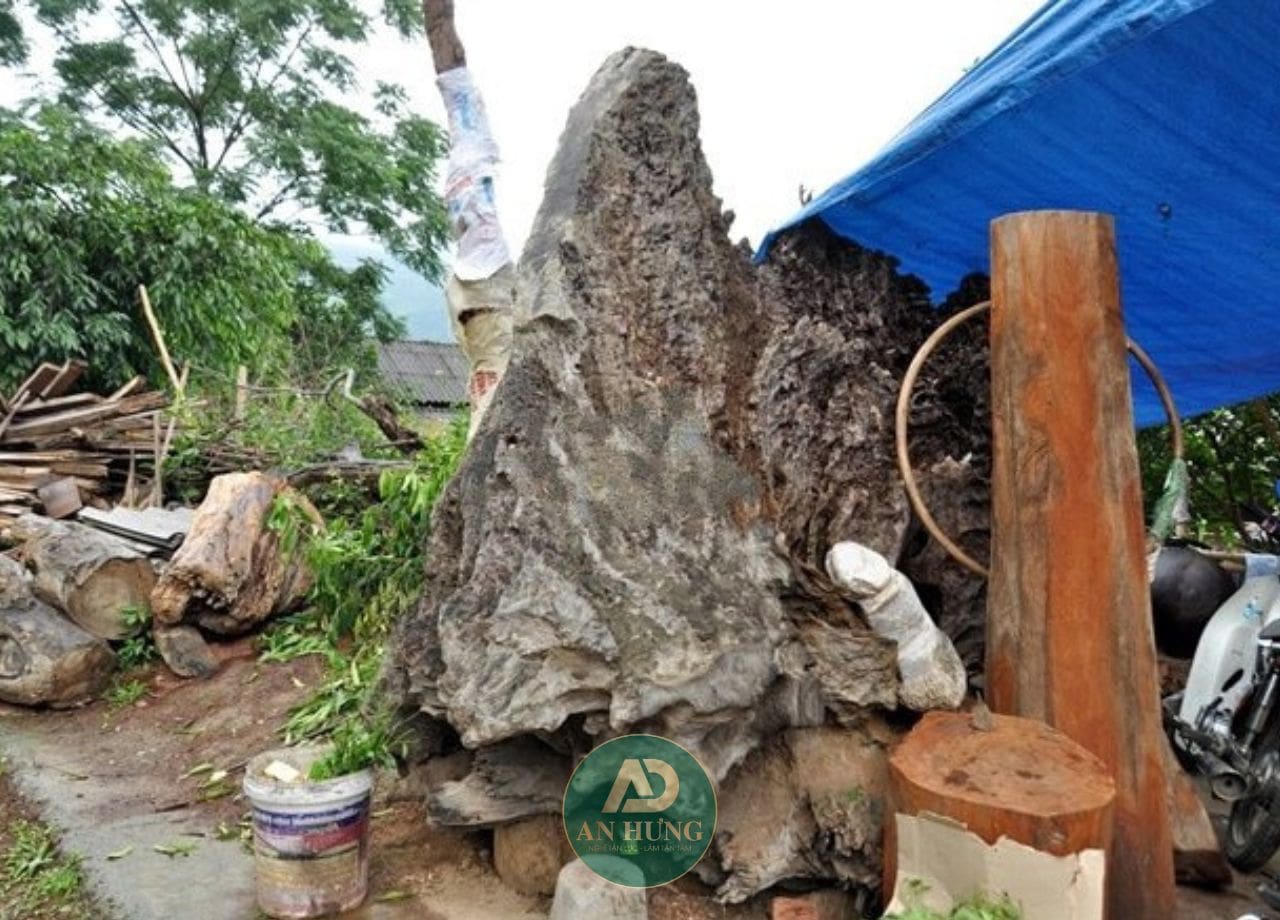 gỗ gù gương thuộc nhóm vi
